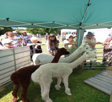 Alpacas