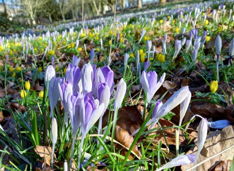 Crocuses